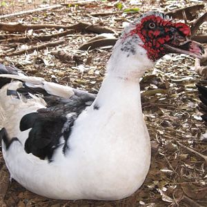 Muscovy Duck