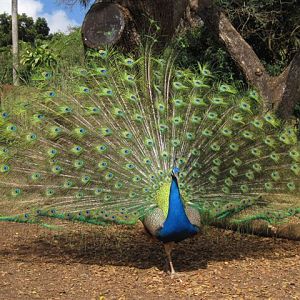 Peacock