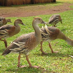 Plumed Whistling Duck