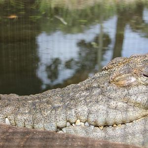 Saltwater Crocodile
