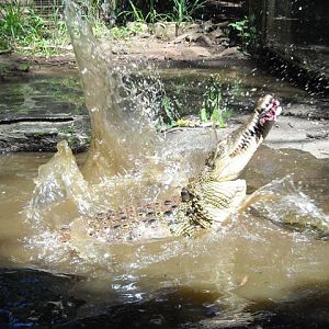 Saltwater Crocodile Feeding