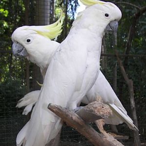 Sulphur Crested Cockatoo