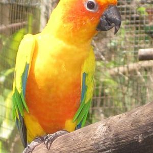 Sun Conure