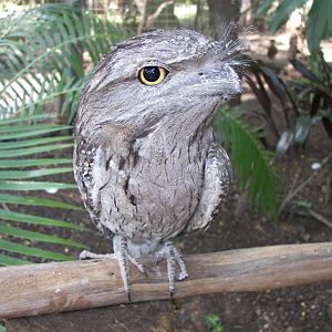 Tawny Frog Mouth