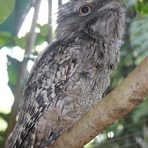 Tawny Frog Mouth