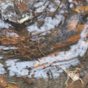 Water Dragon Baby with Turtle