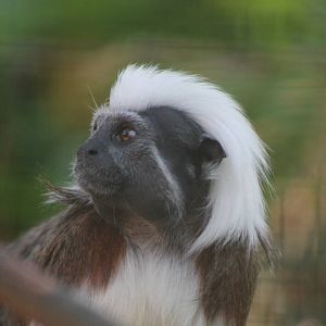 cotton-top tamarin