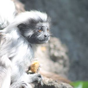 young cotton-top tamarin