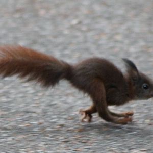 european red squirrel