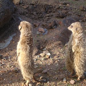 Meerkats at Zoo Santo Inacio, 30/12/12