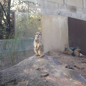 Sentry Meerkat at Zoo Santo Inacio, 30/12/12