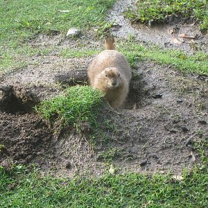 Free-Ranging Black-Tailed Prairie Dog at Zoo Santo Inacio, 30/12/12
