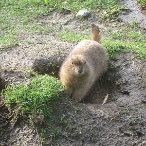 Free-Ranging Black-Tailed Prairie Dog at Zoo Santo Inacio, 30/12/12