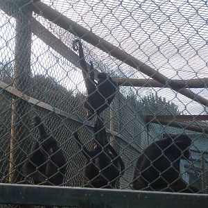 Black-Faced Spider Monkey Group at Zoo Santo Inacio, 30/12/12