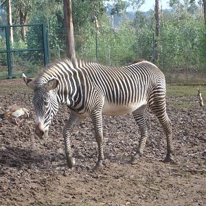 Grevy's Zebra at Zoo Santo Inacio, 30/12/12