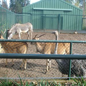 Savannah Exhibit at Zoo Santo Inacio, 30/12/12