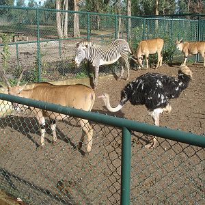 Savannah Exhibit at Zoo Santo Inacio, 30/12/12