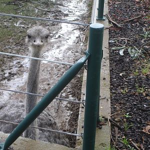 Stalking Ostrich at Zoo Santo Inacio, 30/12/12