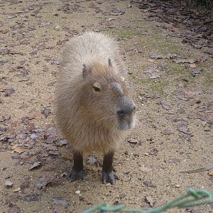 Capybara at Zoo Santo Inacio, 30/12/12