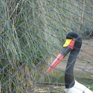 Saddle-Billed Stork at Zoo Santo Inacio, 30/12/12