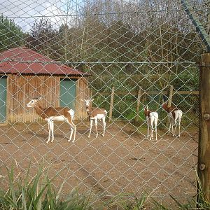Mhorr Gazelle Group at Zoo Santo Inacio, 30/12/12
