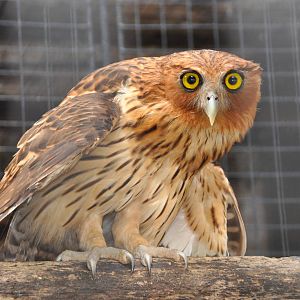 Philippine eagle owl / Bubo philippensis philippensis