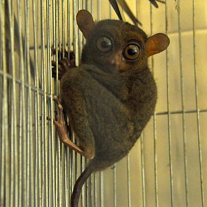 Philippine tarsier / Carlito syrichta