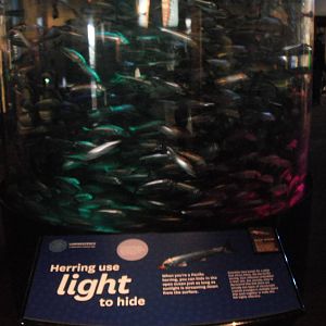Herring exhibit during winter 'Luminescence' event