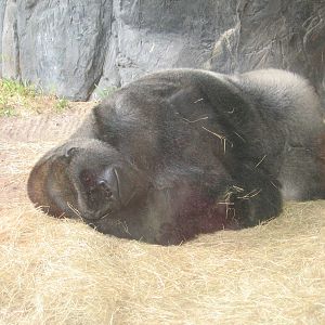 Dec. 2009-Western Lowland Gorilla