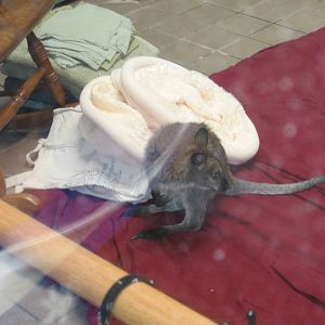 Dec. 2009-Bennett's Wallaby Joey