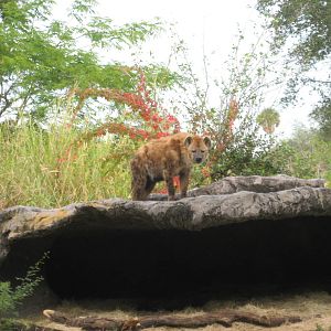 Dec. 2009-Spotted Hyena