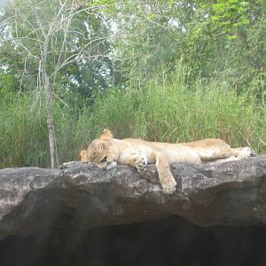 Dec. 2009-African Lioness