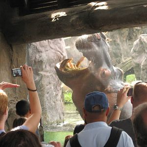 Dec. 2009-Nile Hippopotamus
