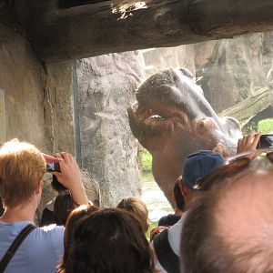 Dec. 2009-Nile Hippopotamus