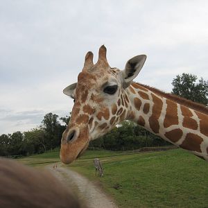Dec. 2009-Reticulated Giraffe