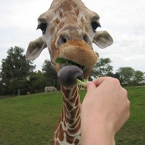 Dec. 2009-Reticulated Giraffe