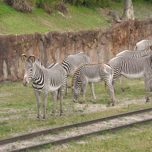 Dec. 2009-Grevy's Zebras