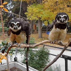 Spectacled Owls