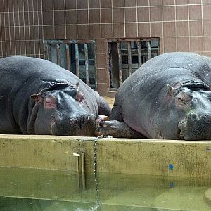 The Winter life of the hippos.