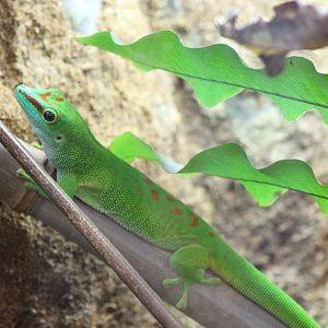 Phelsuma madagascariensis