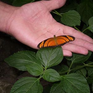 butterfly and hand