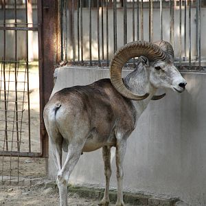 Tibetan Argali Sheep (Ovis ammon hodgsoni)