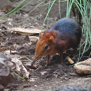 Black&Rufous Elephant Shrew
