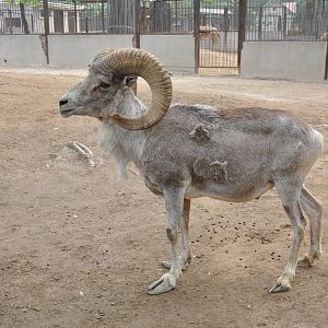 Tibetan argali / Ovis ammon hodgsoni