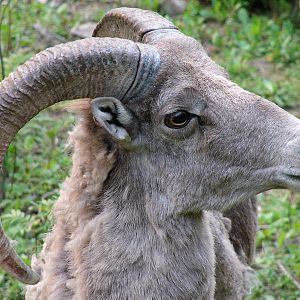 Ovis ammon jubata / Northern Chinese Argali (male).
