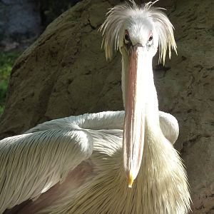 Pink-backed pelican, December 2012.