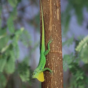 Spotted martinique's anole