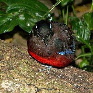 Avifauna 2005: Pitta granatina