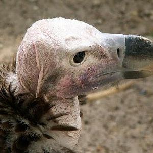 Antwerp 2005: Lapped-faced vulture