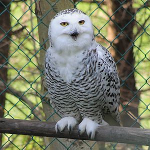 snowy owl